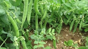 Bezelye Nasıl Ekilir Bezelye Ekimi İçin Uygun İklim